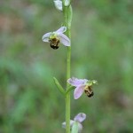 beeorchid.jpg