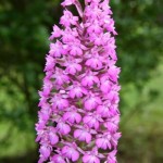 pyramidorchid.jpg