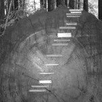 sequoiarings.jpg