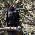 turkeyvulturewatchingourlunch.jpg