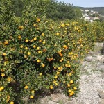 orangeplantation.jpg
