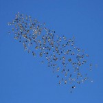 organicstarlings.jpg