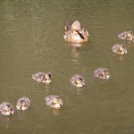duckfamily.jpg