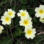 primroses2.jpg