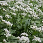 ramsons.jpg