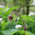 wateravens.jpg