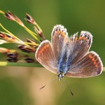 Common_Blue_female.jpg