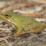 Froglet01.jpg