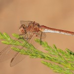 Odonata01.jpg