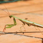 PrayingMantis01.jpg