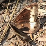 Woodland_Grayling01.jpg