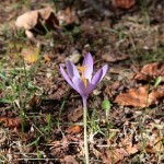 AutumnCrocus01.jpg