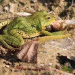 Frogs_Legs_01.jpg
