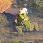 Frogs_Legs_02.jpg