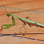 PrayingMantis.jpg