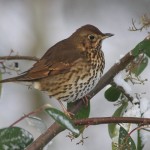 Song_Thrush.jpg