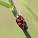 IMG_0317_Cercopis_vulnerata_thumb.jpg