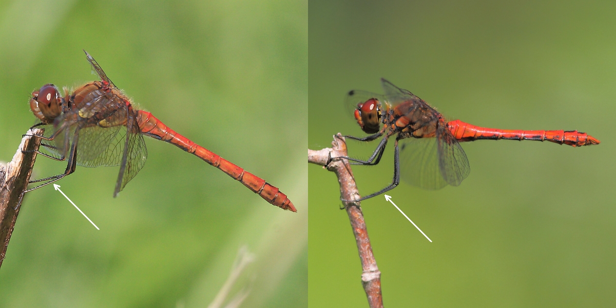 Common Darter vs Ruddy Darter annotated